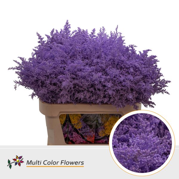 Solidago-80cm-Milka.jpg СОЛИДАГО КРАШ