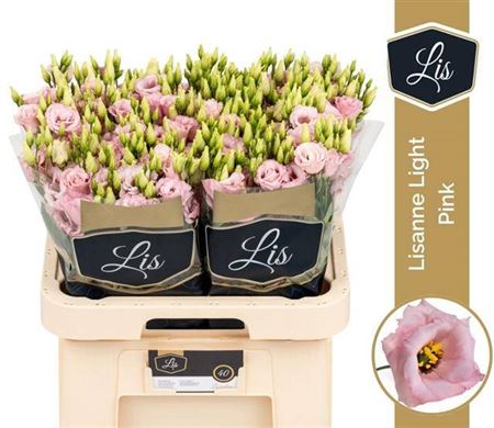 ЭУСТОМА РОЗОВАЯ