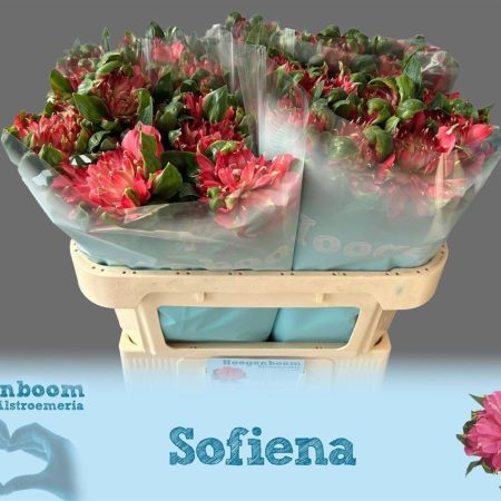 АЛЬСТРОМЕРИЯ СОФИЕНА