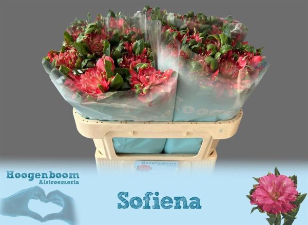 АЛЬСТРОМЕРИЯ СОФИЕНА