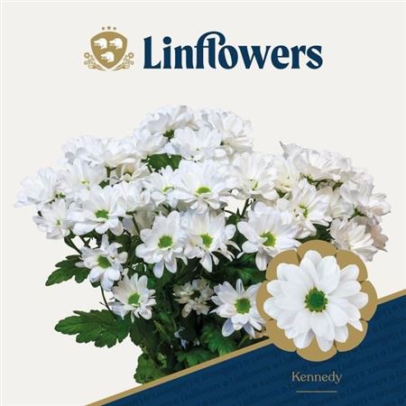 ЧИК/КЕННЕДИ Linflowers