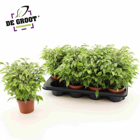 ФИКУС КИНКИ 25 СМ Х 8