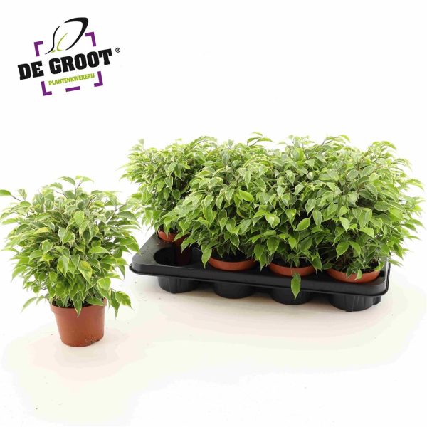 ФИКУС КИНКИ 25 СМ Х 8