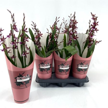 КАМБРИЯ 3 ТАК 60 СМ Х 6