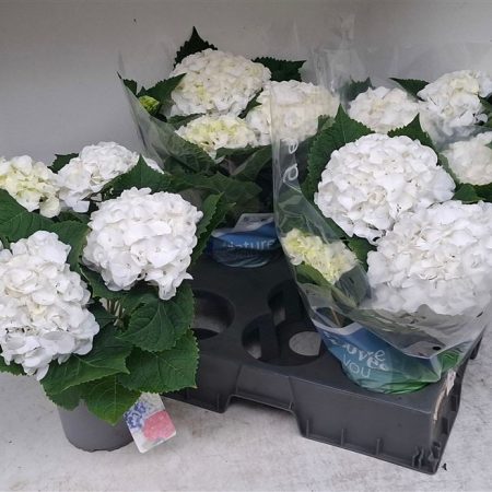 ГОРТЕНЗИЯ СХНИБОЛ БЕЛАЯ 40 СМ Х 4