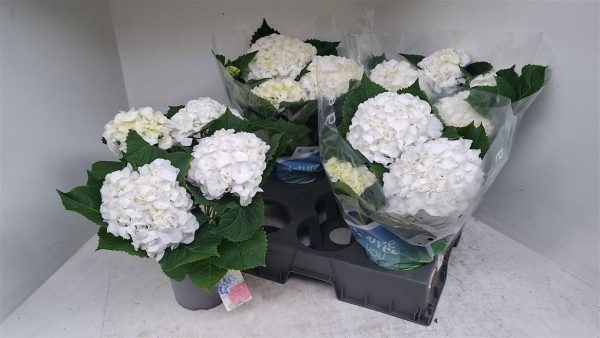 X5796855_H_2.jpg ГОРТЕНЗИЯ СХНИБОЛ БЕЛАЯ 40 СМ Х 4