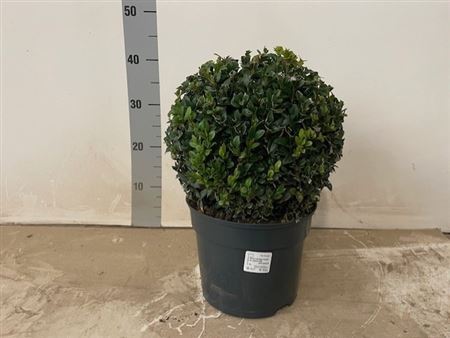 САМШИТ ШАР 45 СМ