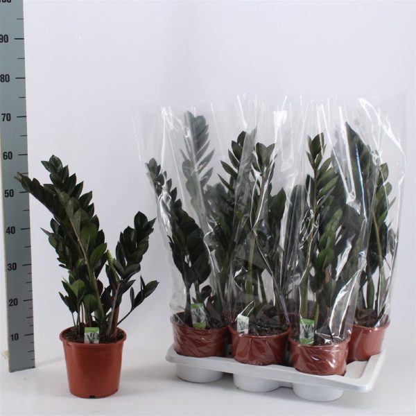 ЗАМИОКУЛКАС СУПЕР НОВА ЧЁРНЫЙ 65 СМ Х 6