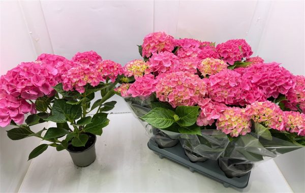 X5799421_H_2.jpg ГОРТЕНЗИЯ РОЗОВАЯ 42 СМ Х 6