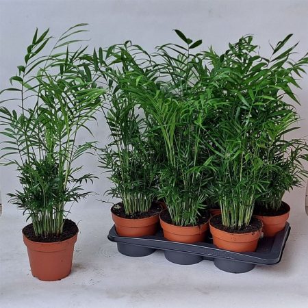 ХАМЕДОРЕЯ 65 СМ Х 6